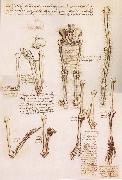 LEONARDO da Vinci, Anatomical studies of the basin of the Steibeins and the lower Gliedmaben of a woman and study of the rotation of the arms